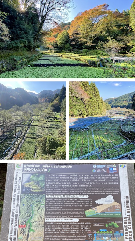 %e5%86%99%e7%9c%9f%ef%bc%91%ef%bc%92%ef%bc%9a%e7%ad%8f%e5%a0%b4%e3%81%ae%e3%82%8f%e3%81%95%e3%81%b3%e7%94%b0