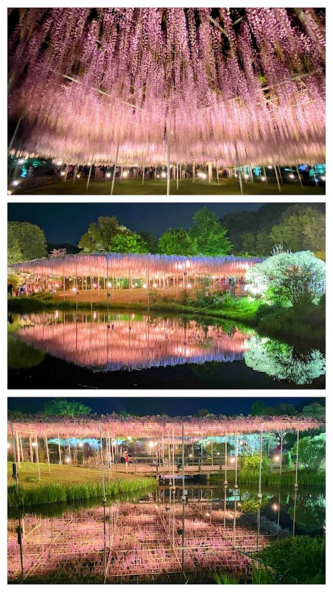 %e5%86%99%e7%9c%9f%ef%bc%92%ef%bc%94%ef%bc%9a%e3%81%82%e3%81%97%e3%81%8b%e3%81%8c%e3%83%95%e3%83%a9%e3%83%af%e3%83%bc%e3%83%91%e3%83%bc%e3%82%af%ef%bc%96