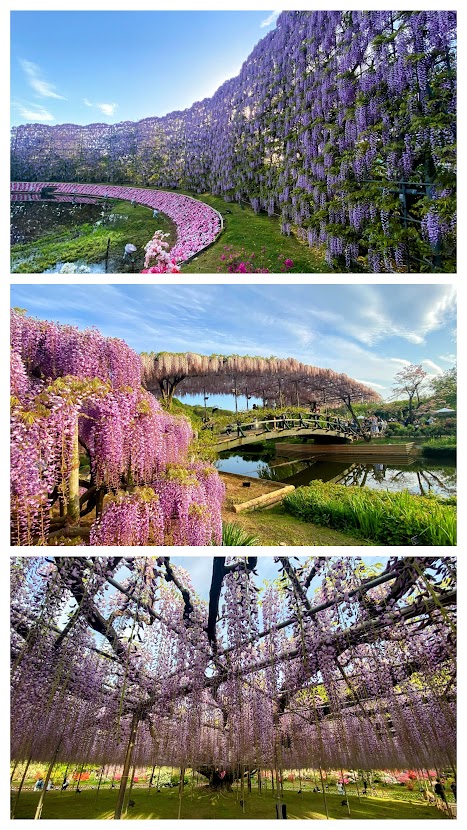 %e5%86%99%e7%9c%9f%ef%bc%92%ef%bc%90%ef%bc%9a%e3%81%82%e3%81%97%e3%81%8b%e3%81%8c%e3%83%95%e3%83%a9%e3%83%af%e3%83%bc%e3%83%91%e3%83%bc%e3%82%af%ef%bc%92