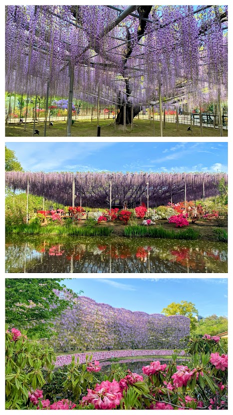 %e5%86%99%e7%9c%9f%ef%bc%91%ef%bc%99%ef%bc%9a%e3%81%82%e3%81%97%e3%81%8b%e3%81%8c%e3%83%95%e3%83%a9%e3%83%af%e3%83%bc%e3%83%91%e3%83%bc%e3%82%af