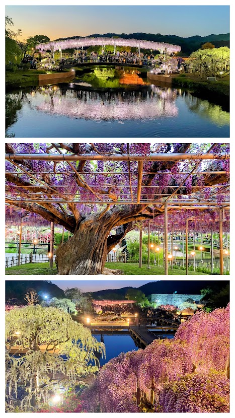 %e5%86%99%e7%9c%9f%ef%bc%92%ef%bc%91%ef%bc%9a%e3%81%82%e3%81%97%e3%81%8b%e3%81%8c%e3%83%95%e3%83%a9%e3%83%af%e3%83%bc%e3%83%91%e3%83%bc%e3%82%af%ef%bc%93