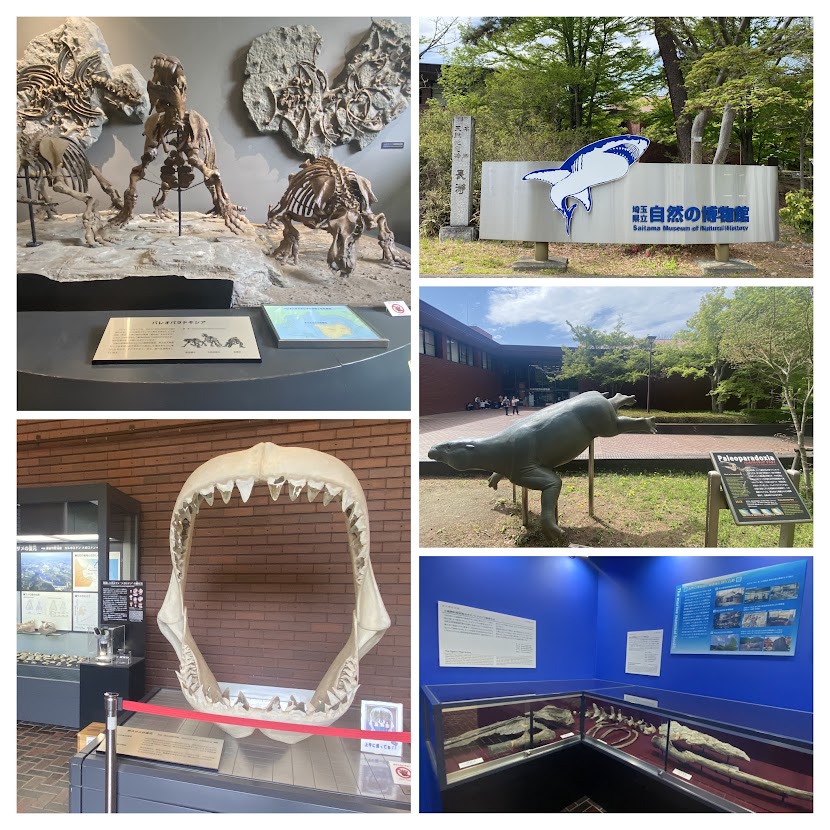 %e5%86%99%e7%9c%9f%ef%bc%91%ef%bc%97%ef%bc%9a%e5%8f%a4%e7%a7%a9%e7%88%b6%e6%b9%be%e3%81%ae%e7%94%9f%e7%89%a9%e5%8c%96%e7%9f%b3