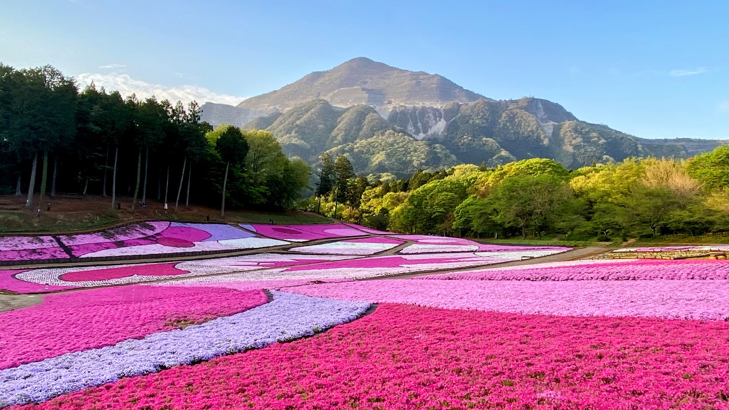 %e5%86%99%e7%9c%9f%ef%bc%91%ef%bc%91%ef%bc%9a%e7%be%8a%e5%b1%b1%e5%85%ac%e5%9c%92%e3%80%80%e8%8a%9d%e6%a1%9c%e3%81%ae%e4%b8%98